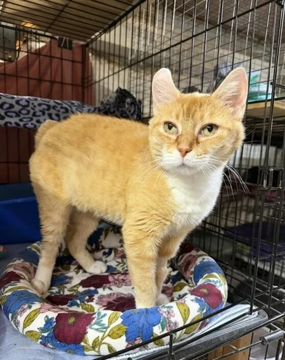 An adult medium-sized female Domestic Short Hair cat named Josie for adoption in Avon Lake, OH