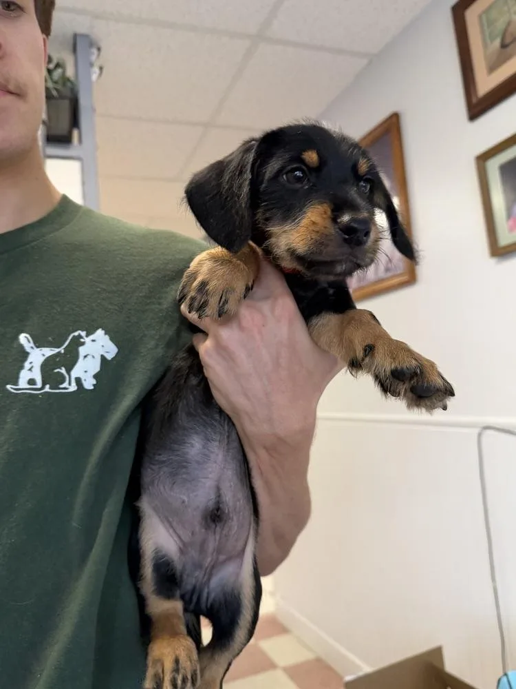 A baby small-sized male Tricolor (Brown, Black, & White) Rottweiler dog named Santiago for adoption in Ontario, CA