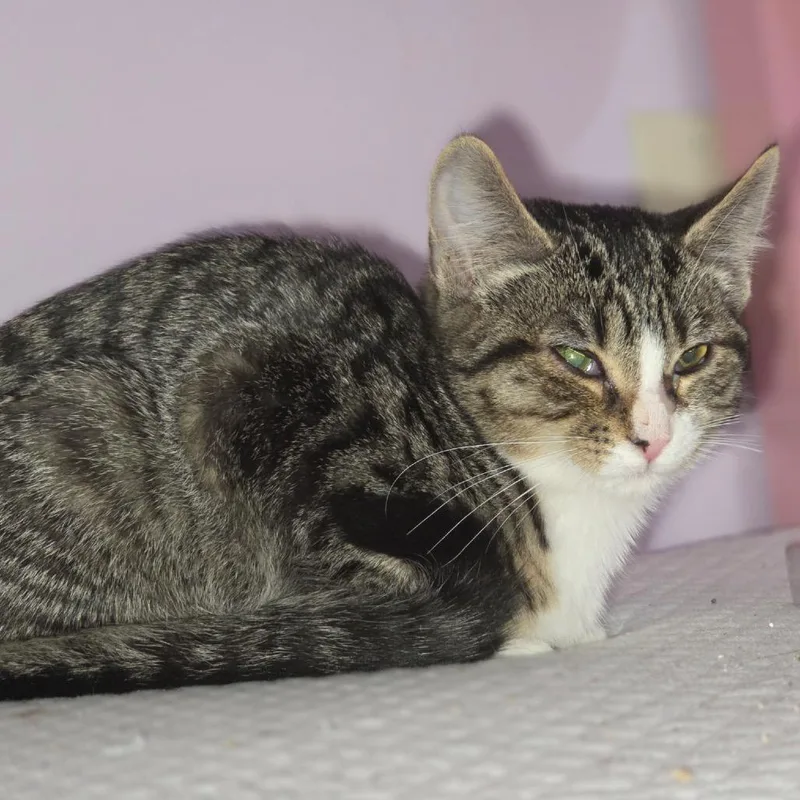 A baby small-sized female Brown / Chocolate Domestic Short Hair cat named Ariel for adoption in Granville, OH