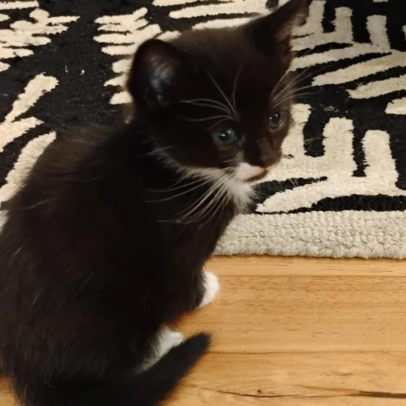 Finn