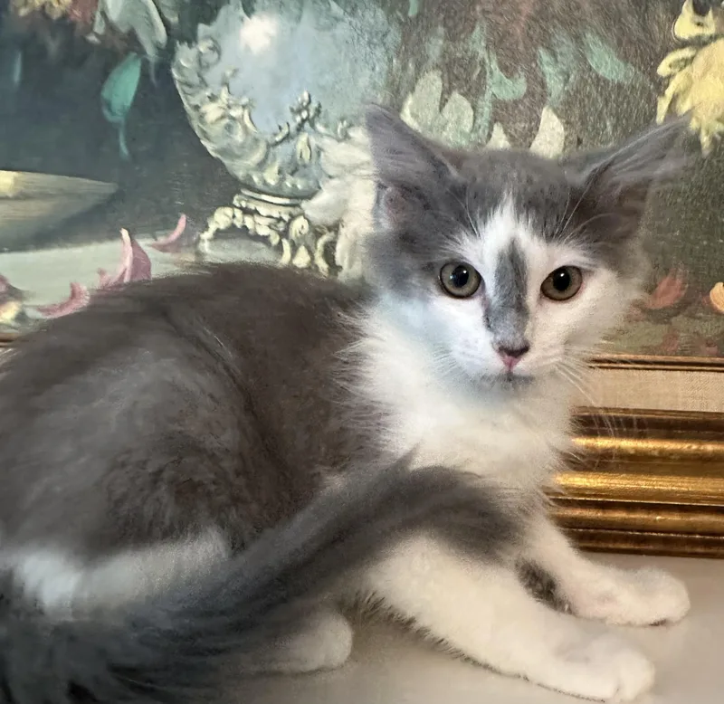 A baby small-sized male Gray & White Domestic Medium Hair cat named PuffinFluff and Fluffington for adoption in Hickory, NC