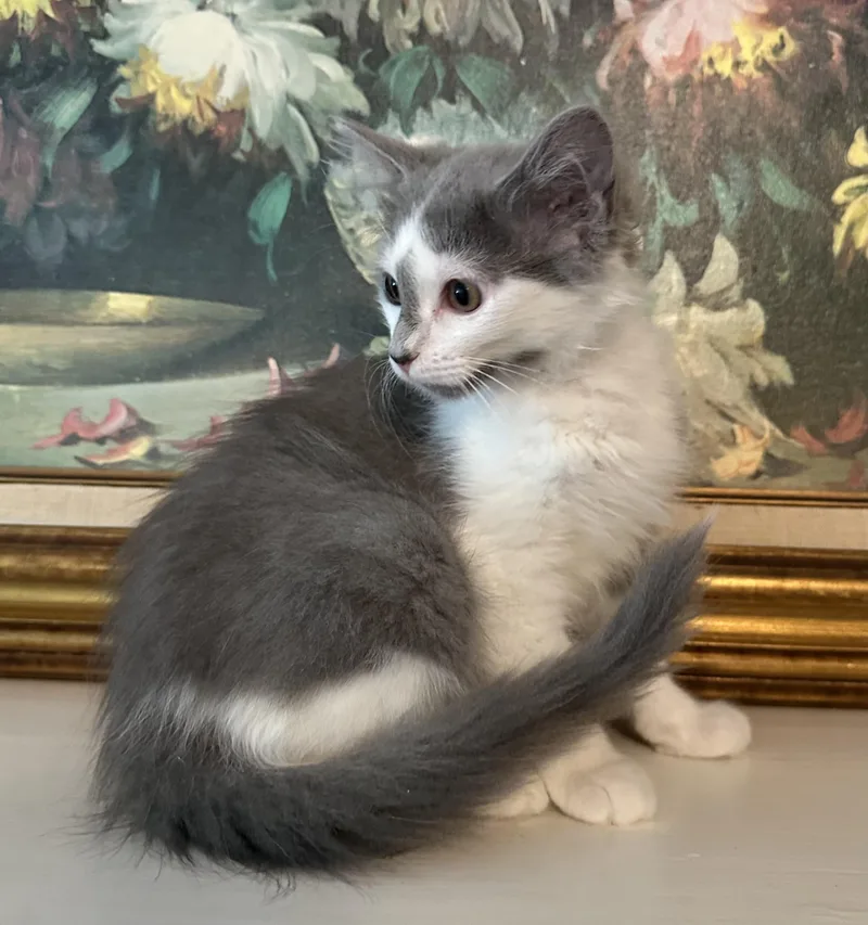 PuffinFluff and Fluffington thumbnail 2