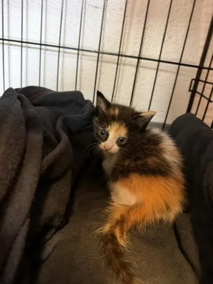 A baby small-sized female Domestic Medium Hair cat named Feta for adoption in Port Allen, LA