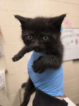 A baby small-sized female Domestic Short Hair cat named Dolewhip for adoption in Westland, MI