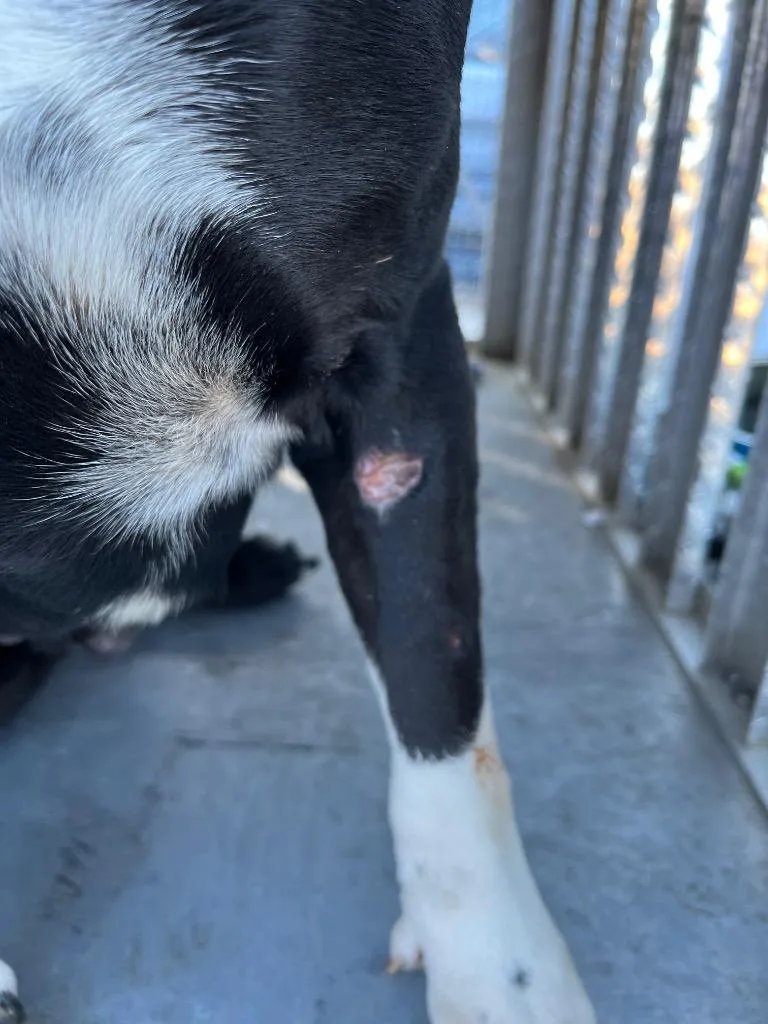 Big Shoots thumbnail 2