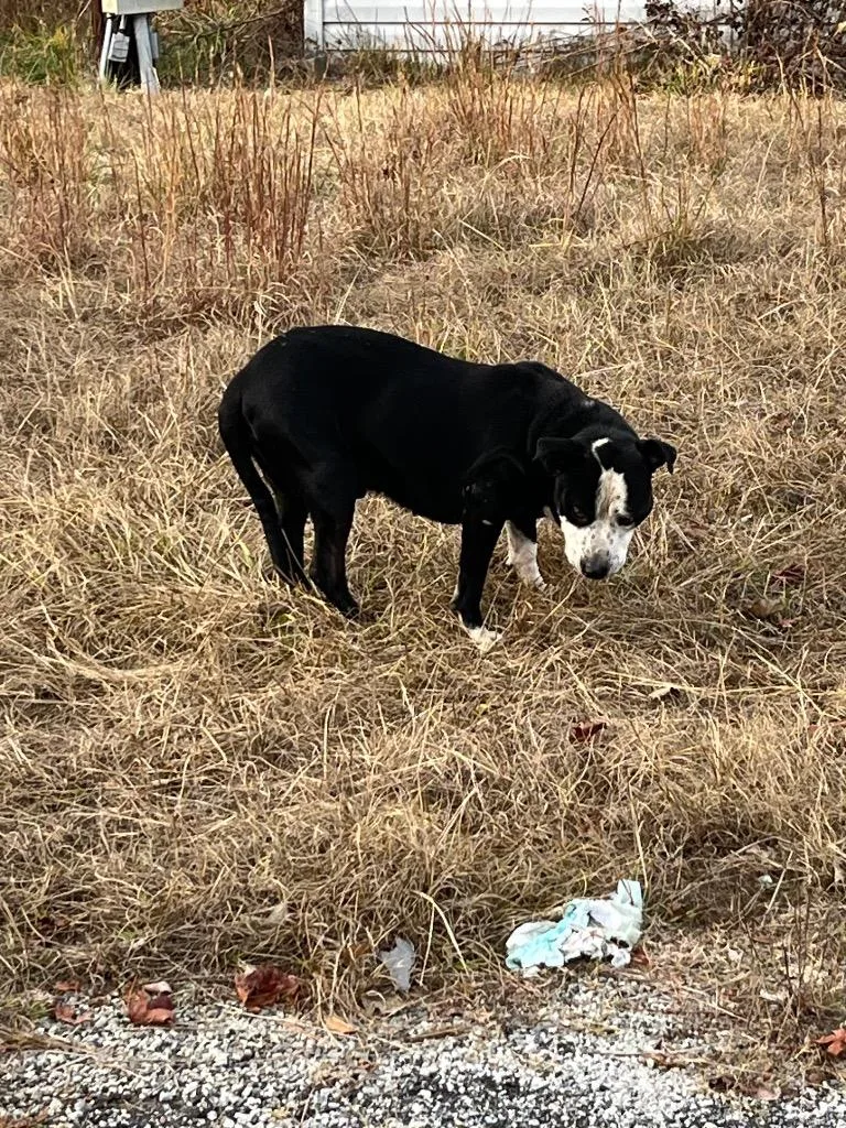 Big Shoots thumbnail 3