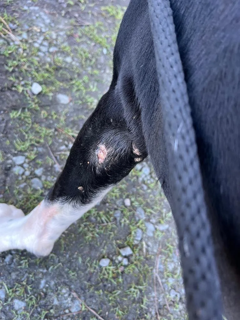 Big Shoots thumbnail 4