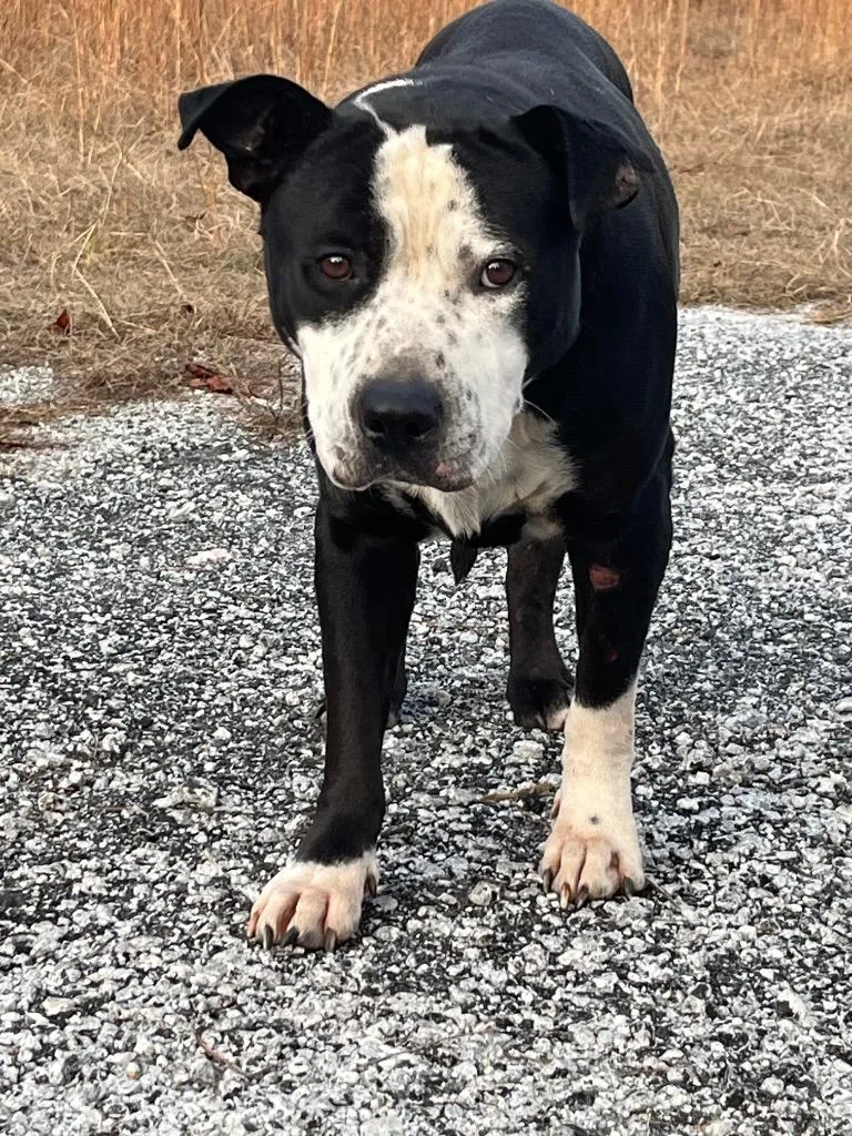 Big Shoots thumbnail 5