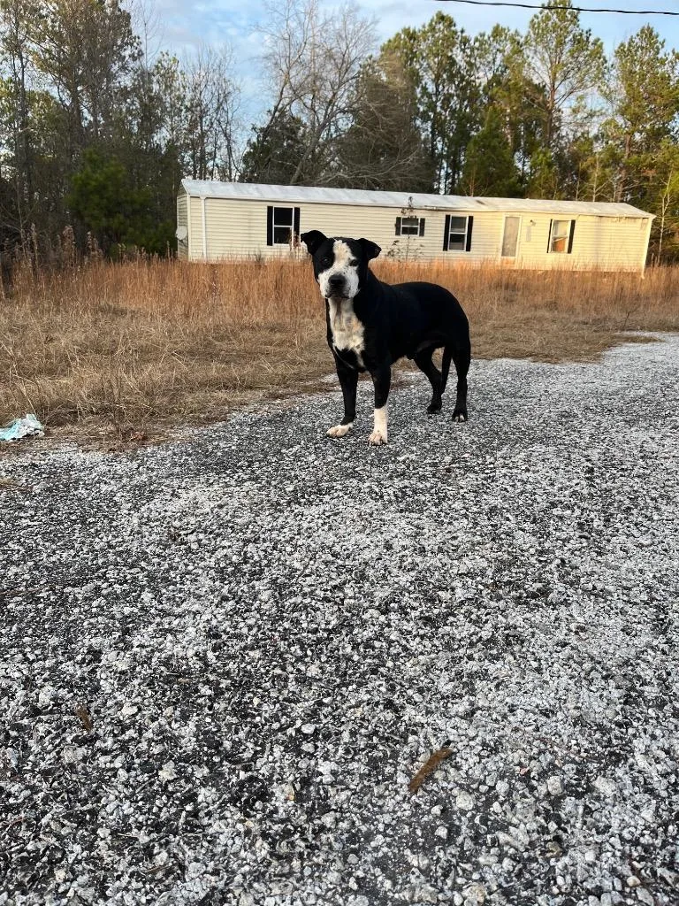 Big Shoots thumbnail 6