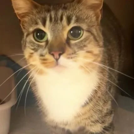 A young medium-sized female Brown / Chocolate Domestic Short Hair cat named Bernadette for adoption in Manheim, PA