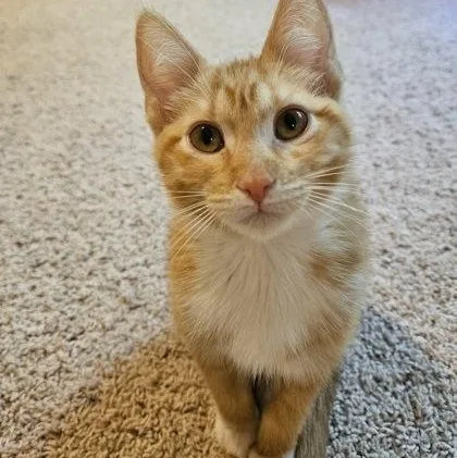 A baby small-sized female Tabby (Orange / Red) Domestic Short Hair cat named Keats for adoption in Rochester, MN
