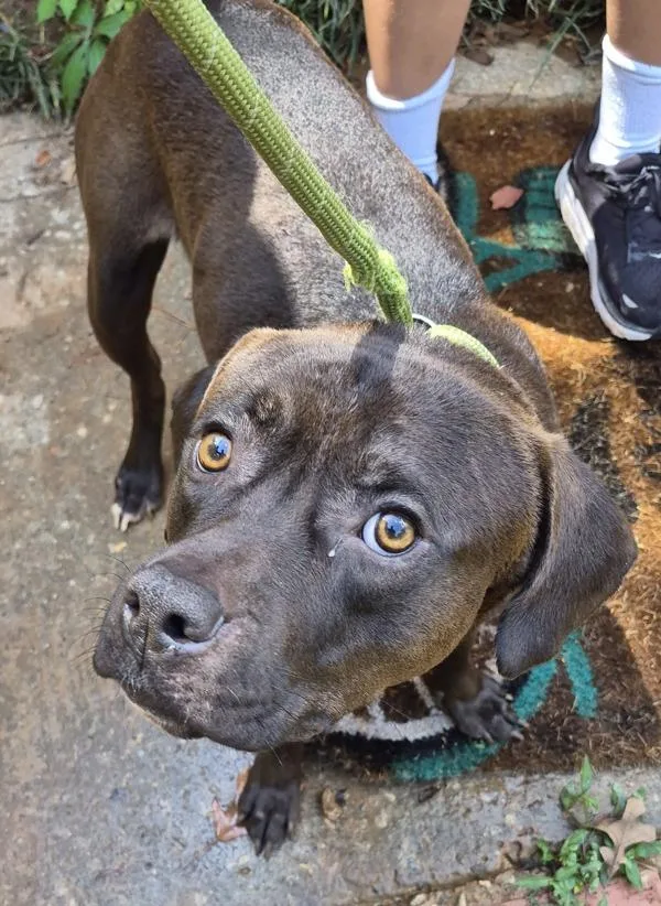 An adult medium-sized male Pit Bull Terrier dog named Pen Frito Hw for adoption in Lawrenceville, GA