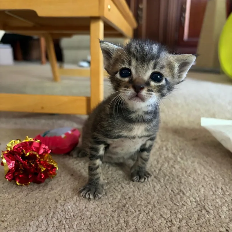 A baby small-sized male Brown / Chocolate Domestic Short Hair cat named Bobbin for adoption in Chattanooga, TN