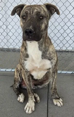 A young medium-sized male Pit Bull Terrier dog named Goomba for adoption in Bakersfield, CA