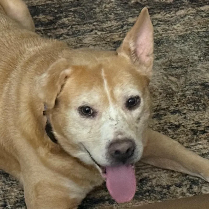 A senior large-sized male Yellow / Tan / Blond / Fawn Mixed Breed dog named Benji for adoption in Decatur, GA