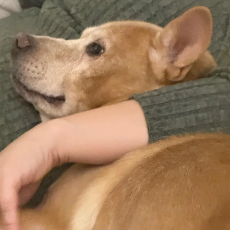 Benji thumbnail 3
