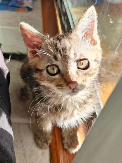 A young small-sized male Domestic Short Hair cat named Hamish for adoption in Woodland, CA
