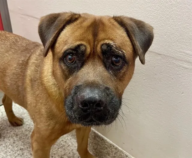 A senior large-sized male Pit Bull Terrier dog named Lucky for adoption in Tucson, AZ