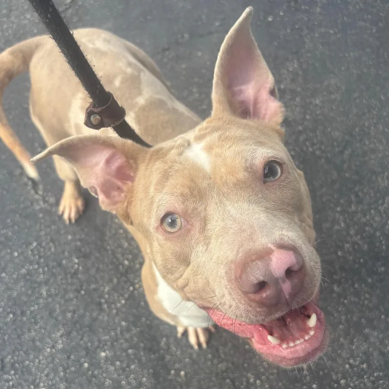 A baby large-sized female Red / Chestnut / Orange Pit Bull Terrier dog named Dr. Javadi for adoption in Northbrook, IL