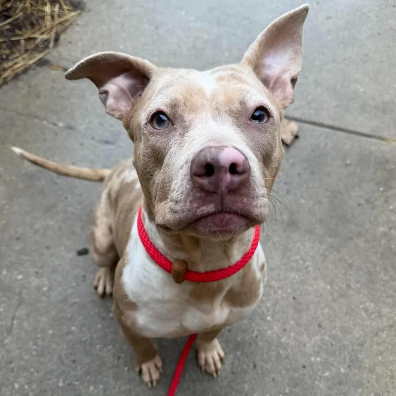 Dr. Javadi thumbnail 2