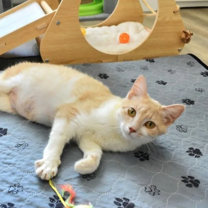 A young small-sized female Orange / Red Domestic Short Hair cat named Sally for adoption in Garfield, AR