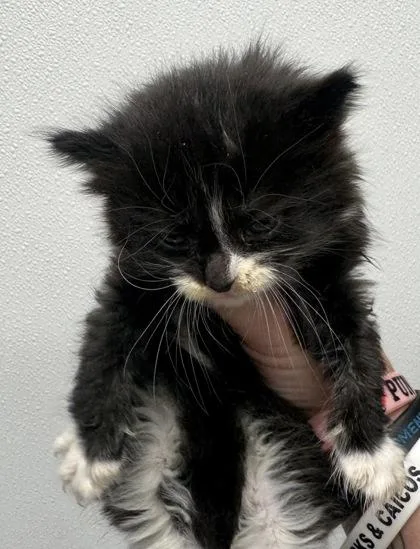 A baby small-sized male Domestic Short Hair cat named Domino for adoption in West Chester, PA