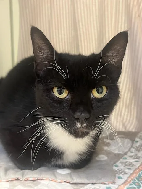 A young medium-sized female Black & White / Tuxedo Domestic Short Hair cat named Scrabble for adoption in Manassas, VA