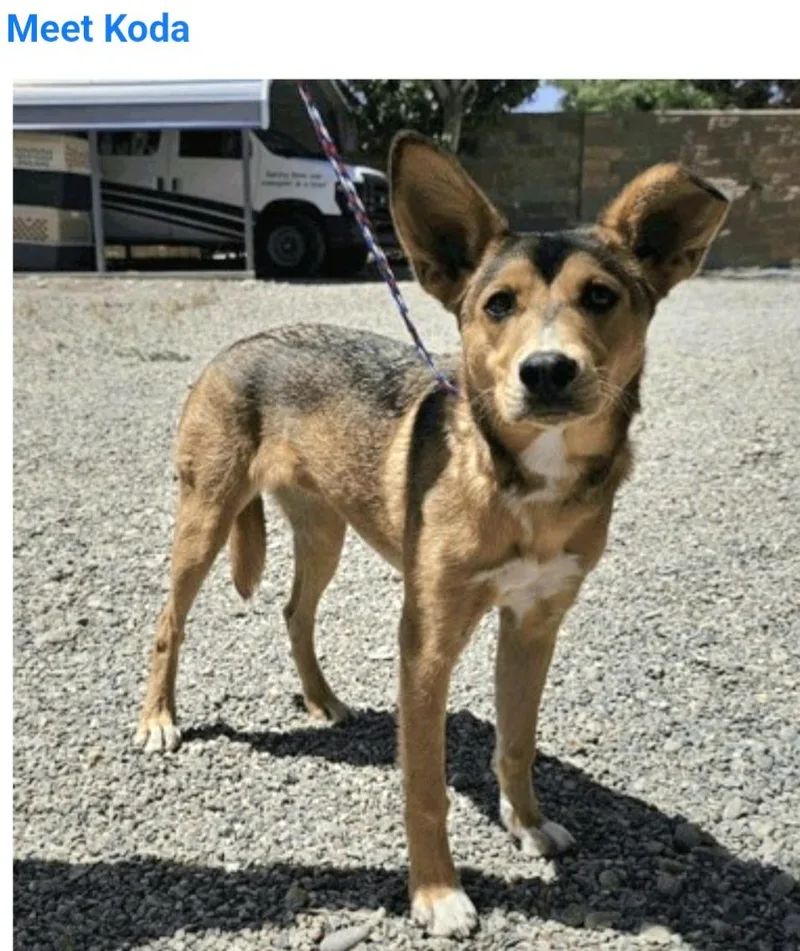 A baby medium-sized female Australian Cattle Dog / Blue Heeler dog named Koda for adoption in Salt Lake City, UT