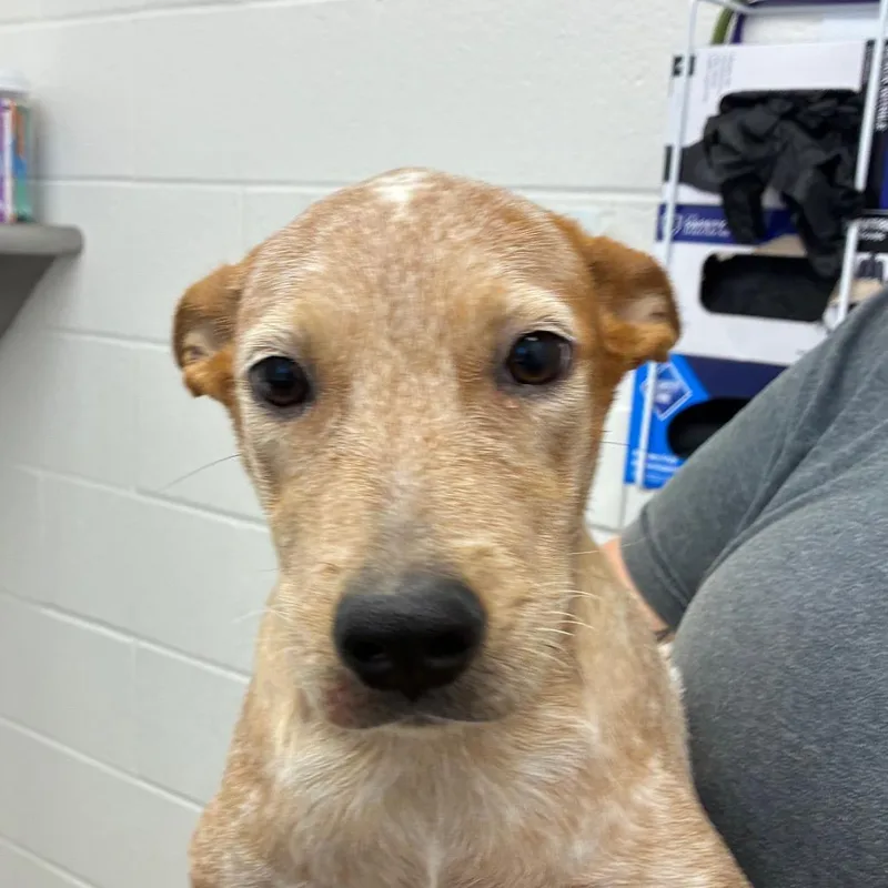 A young small-sized female Red / Chestnut / Orange Cattle Dog dog named Pretzel for adoption in Corpus Christi, TX