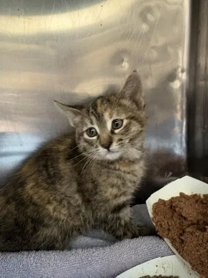 A baby small-sized female Gray / Blue / Silver Domestic Short Hair cat named 61027164 for adoption in El Paso, TX