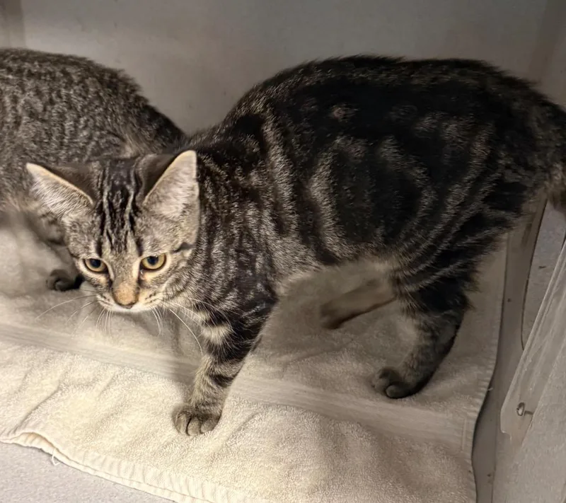 A baby small-sized female Domestic Short Hair cat named Summer for adoption in Greencastle, IN