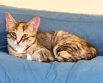A baby medium-sized female Dilute Tortoiseshell cat named Stormy — A Shy for adoption in Prescott, AZ