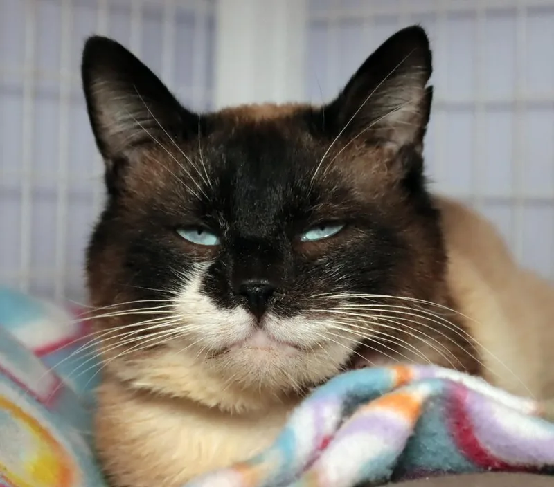 An adult large-sized male Siamese cat named Henry for adoption in Vancouver, WA