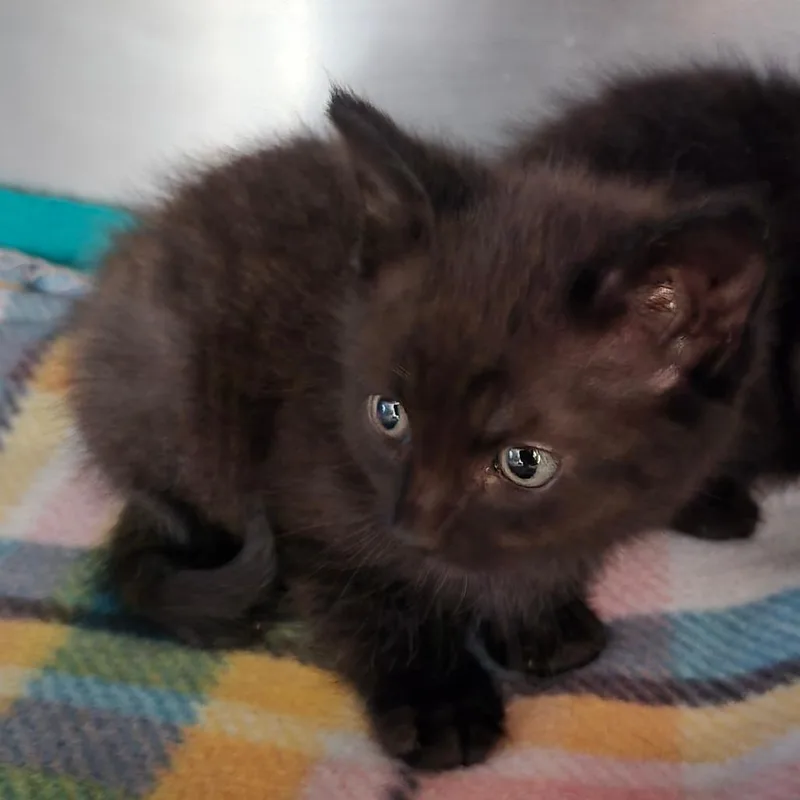 A baby small-sized male Black Domestic Short Hair cat named Sativa for adoption in Fort Bragg, CA