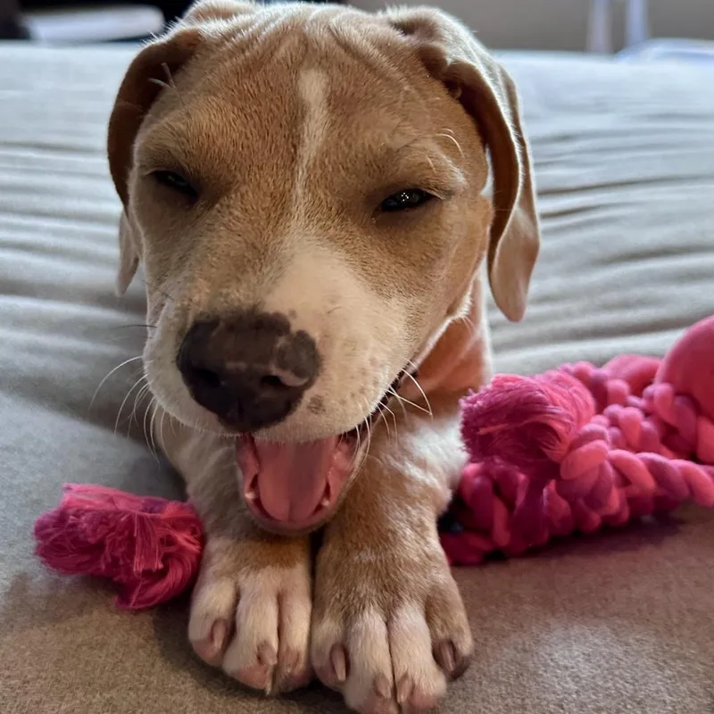 A baby medium-sized female Labrador Retriever dog named Chevelle D for adoption in Minnetonka, MN