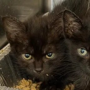 A baby small-sized female Domestic Short Hair cat named Lilly for adoption in Cumming, GA