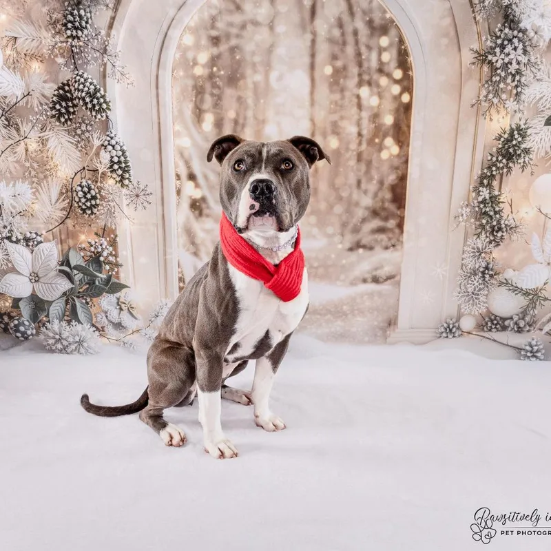 A young medium-sized female Gray / Blue / Silver Pit Bull Terrier dog named Selma for adoption in Spring, TX