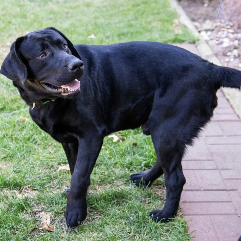 A young large-sized male Black Labrador Retriever dog named Luca for adoption in Wichita, KS