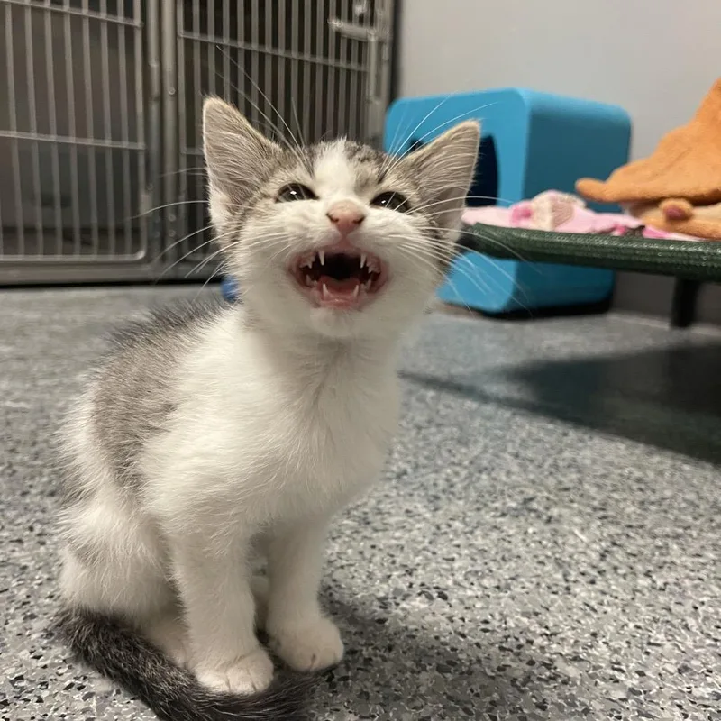 A baby medium-sized male White Domestic Short Hair cat named Mystery for adoption in Circleville, OH