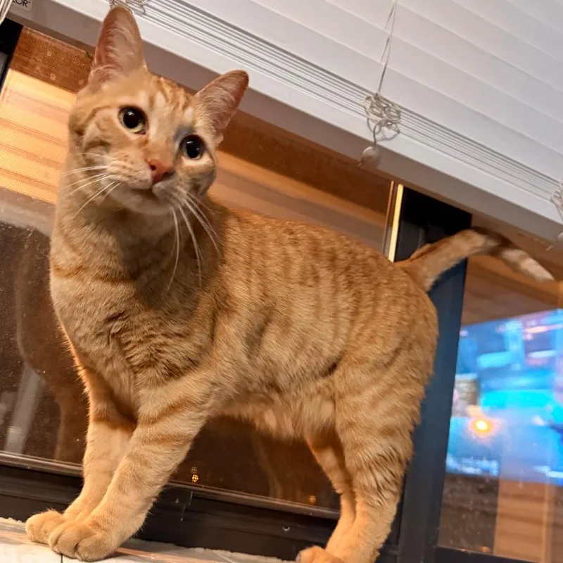 An adult small-sized male Orange / Red Domestic Short Hair cat named Oliver for adoption in Layton, UT