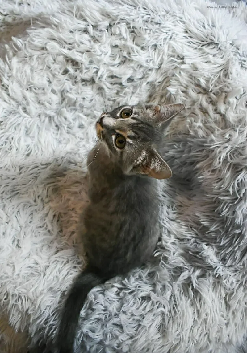 A baby medium-sized male Domestic Short Hair cat named Nick for adoption in Wetumpka, AL