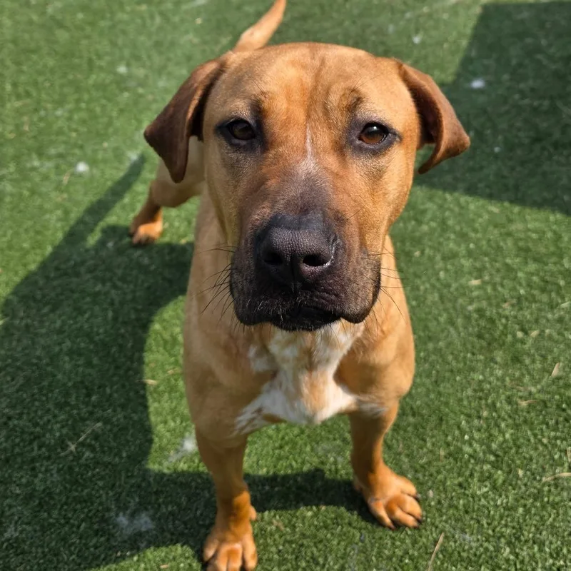 An adult large-sized female Brown / Chocolate Labrador Retriever dog named Sulfur for adoption in Chatham, VA