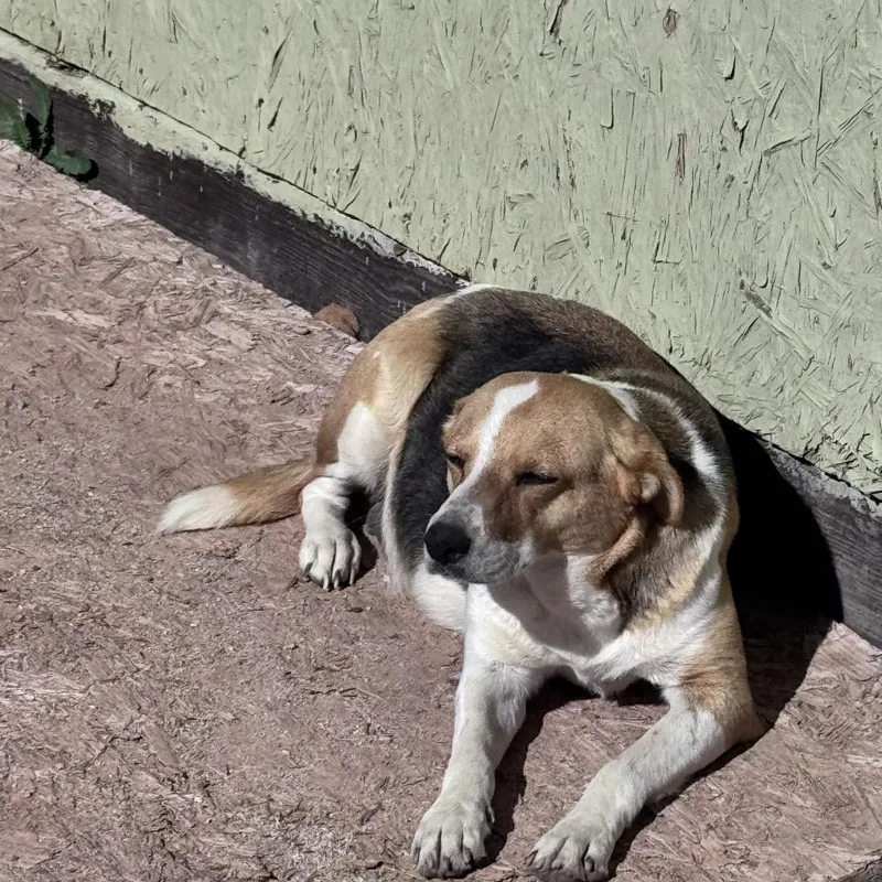An adult medium-sized female Yellow / Tan / Blond / Fawn Australian Shepherd dog named Mama Cali for adoption in Phoenix, AZ