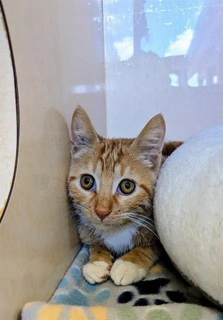 A baby medium-sized male Domestic Short Hair cat named Opie for adoption in Frisco, CO