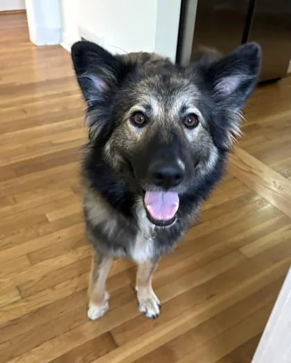 An adult large-sized female Shepherd dog named Lily Pad for adoption in Washington, DC