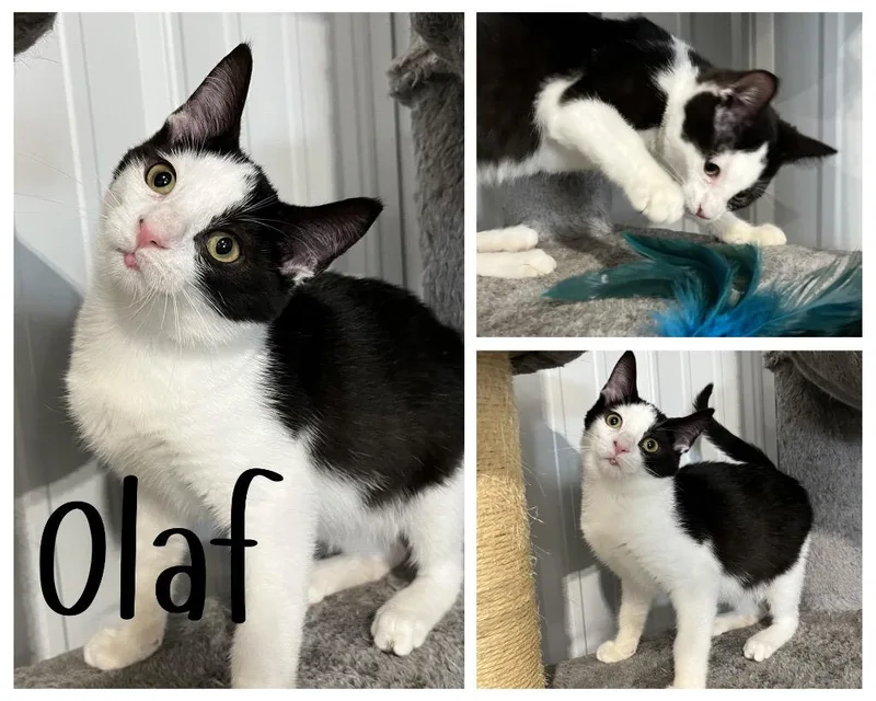 Olaf