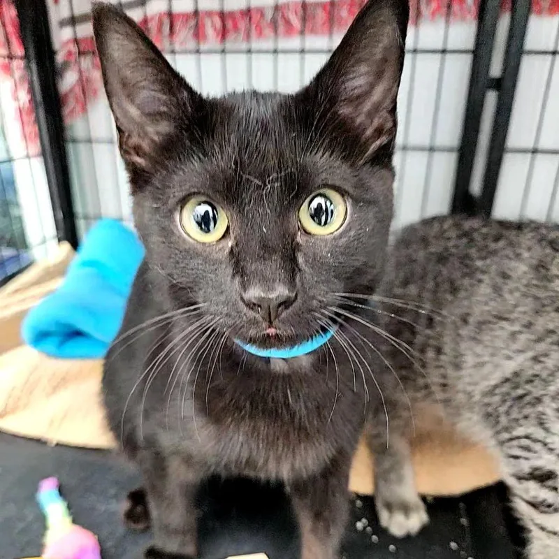 A baby medium-sized male Black Domestic Short Hair cat named Abner for adoption in Lakewood, CO