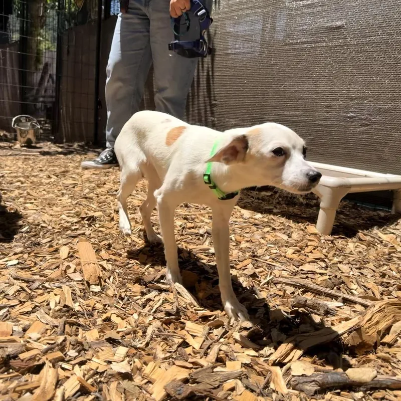 A young small-sized female White / Cream Mixed Breed dog named Blanche for adoption in Pacific Grove, CA