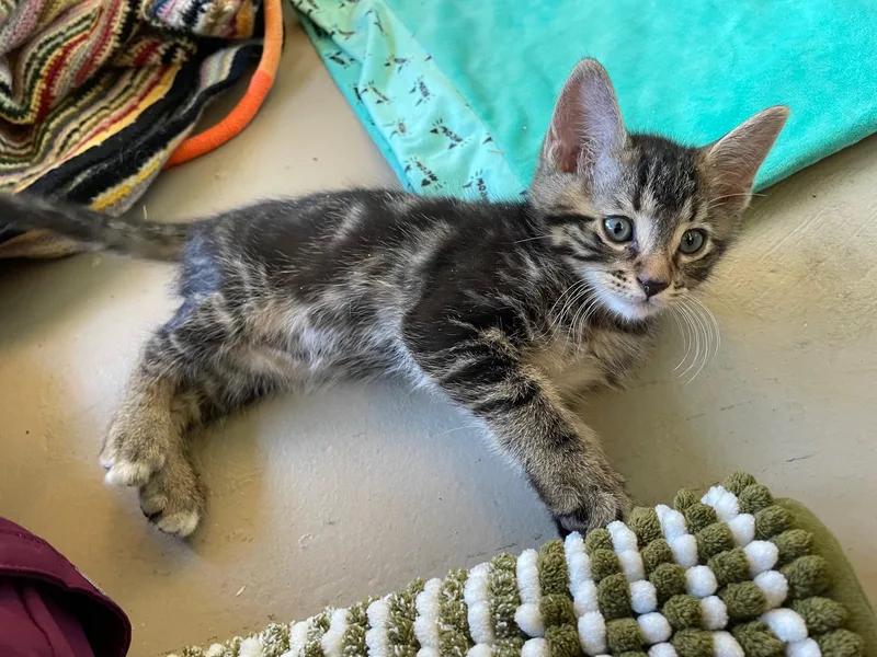 A baby small-sized male Domestic Short Hair cat named Max for adoption in Chandler, AZ