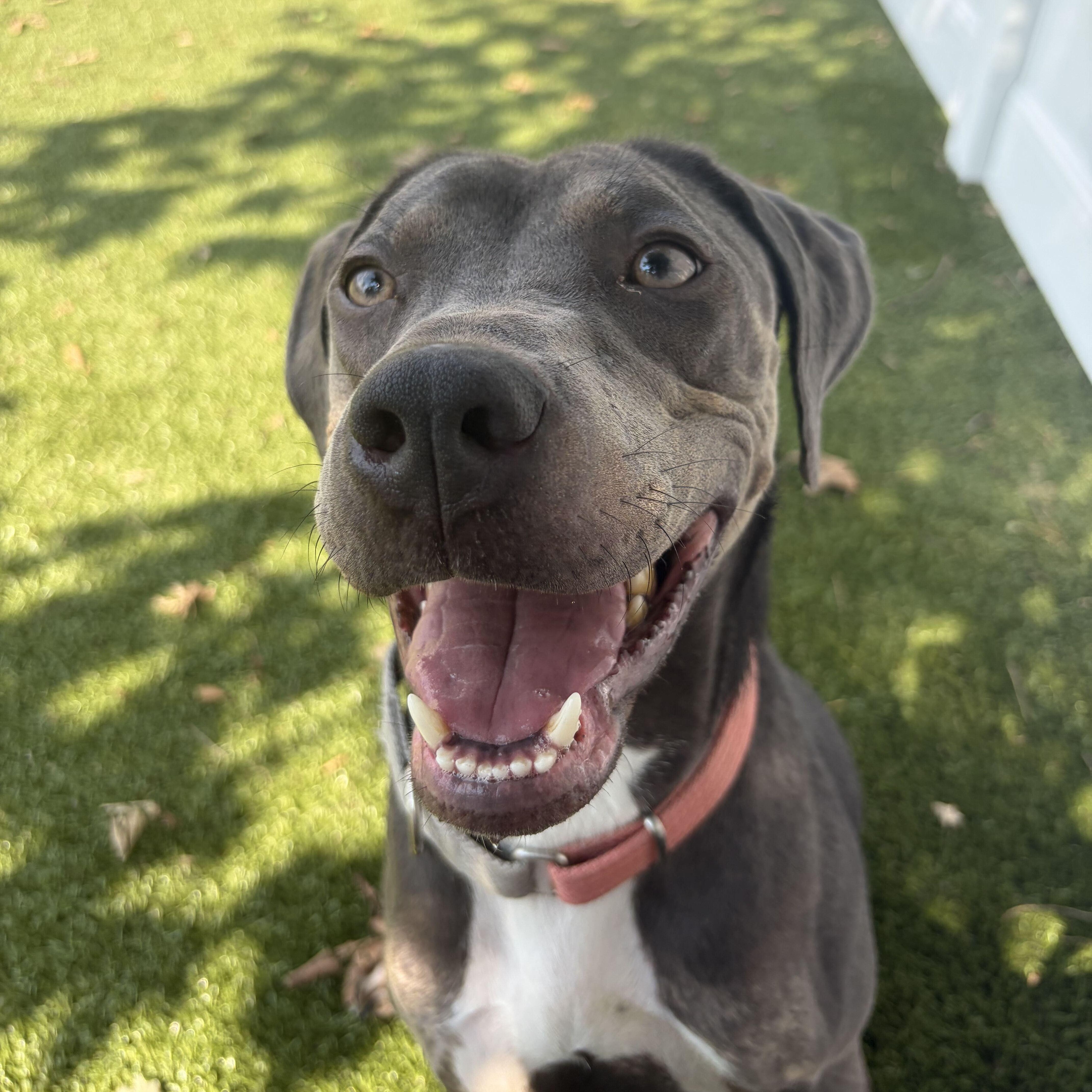 A young medium-sized female Mixed Breed dog named Sharpay for adoption in New Bedford, MA